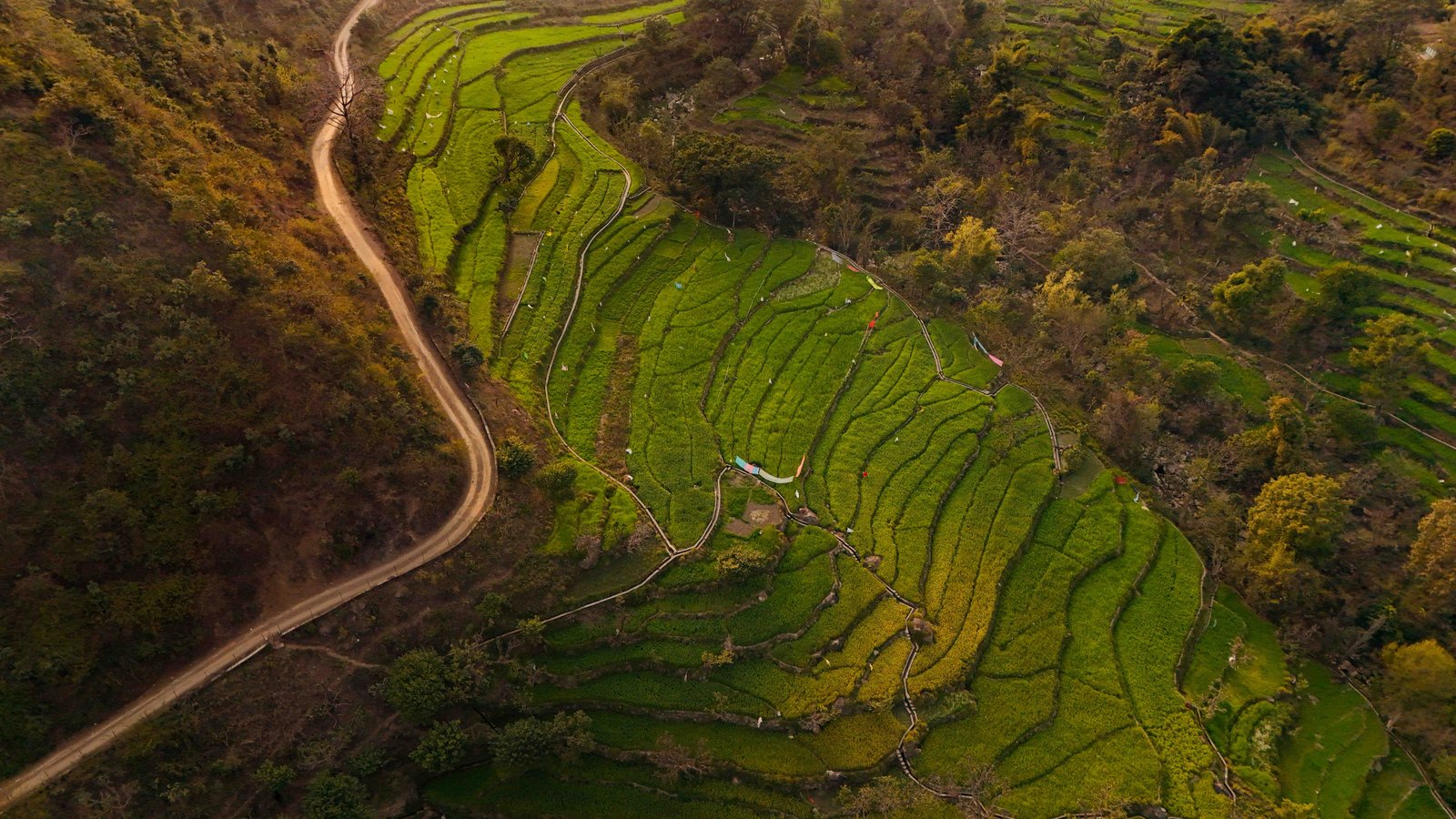 Green terraced fields landscape surrounding The Adhisha