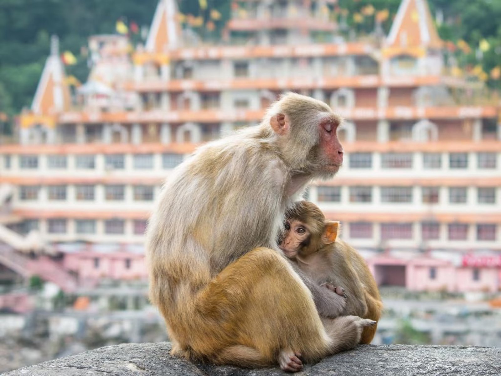 Why Study Yoga in India & Rishikesh - Slide 4